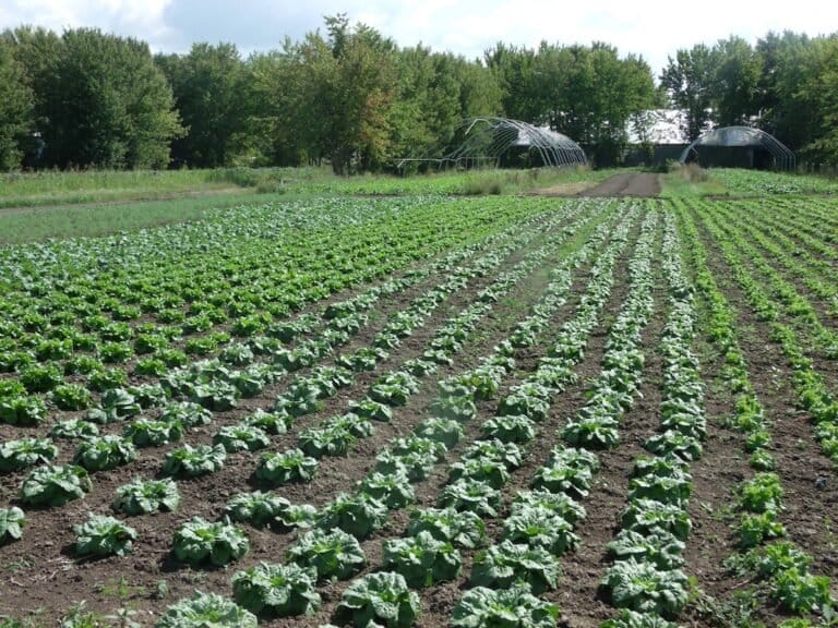 Les jardins du Petit tremble Agrotourisme Saint Antoine sur Richelieu Destination Monteregie2 768x576